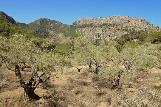 finca Pastoritx. Valldemossa.Sierra de Tramuntana.Mallorca.Islas Baleares. Spain.
