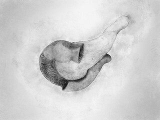 Anatomy pancreas top view on white background, duodenum, pencil drawing