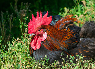 Portrait of a rooster with bright plumage. The rooster is resting on the green grass in the rays of the setting sun. Year of the rooster. One old rooster.