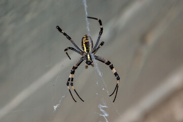Argiope bruennichi (wasp spider) on the web.