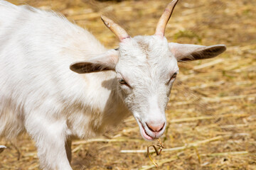 Portrait of a young white kid, close-up. A young goat looks into the distance.