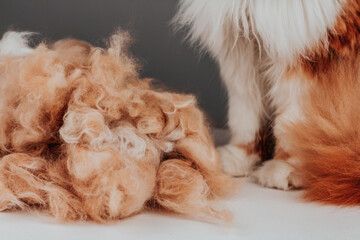 A pile of long ginger cat hair copy space. Molting of pets.