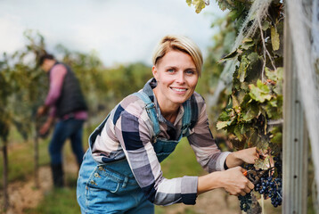 Woman worker collecting grapes in vineyard in autumn, harvest concept.