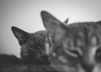 Gatos Lindos