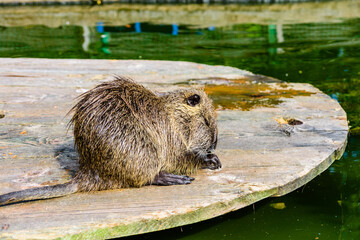 Nutria on the wooden flooring on summer