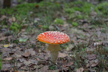 
fly agaric with red hat in the wild forest