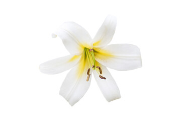 white lily flower isolated on white background