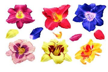 set of lily flowers isolated on white