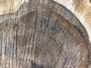 core wood texture. Top view.