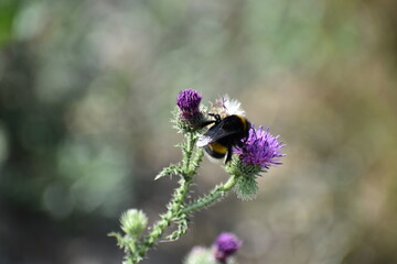 Fototapeta na wymiar bumblebee