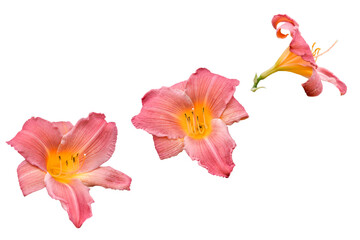 three pink lily flowers isolated on white