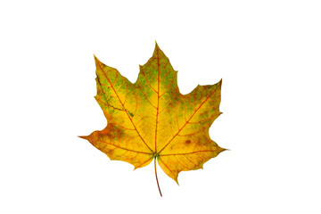 One yellow maple leaf isolated on a white background