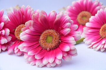 Detail of pink Bouquet gerber daisy flowers on a white empty copy space background
