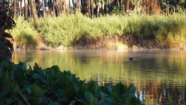 Tranquil scene of a duck in the oasis of San Ignacio in Baja California.