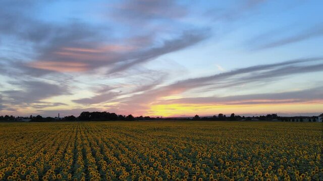 Breathtaking view of drone flying around the sunflower field with beautiful colors of sky at golden hour. Location for movie and song production.