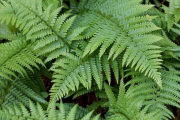 green fern leaves