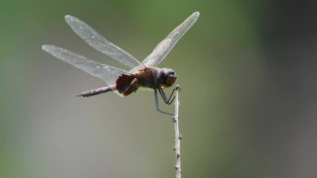 Dragonfly in wind UHD mp4 4k .