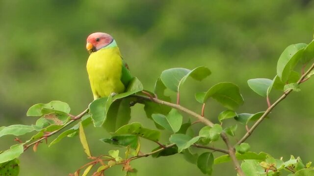 Red head parrot Uhd 4k mp4 .