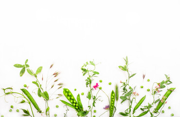 Various wild meadow green herbs on white background top view, flat lay, banner. Border of bright meadow herbs and flowers