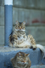 Naklejka premium Homeless cat lies on the steps of the building.