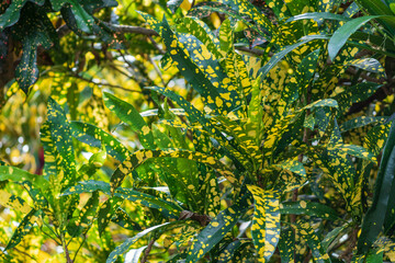 Garden croton  Eleanor Roosevelt (Codiaeum variegatum) - Davie, Florida, USA © Sunshower Shots