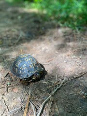 Turtle