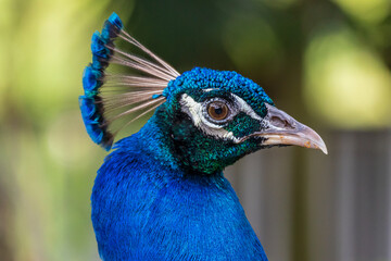 Indian peafowl head closeup (Pavo cristatus)