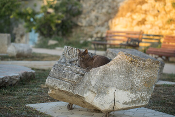 Gray homeless cat lays on a stone chair in the park