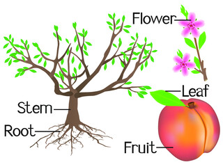 Obraz premium The illustration shows part of the peach plants.