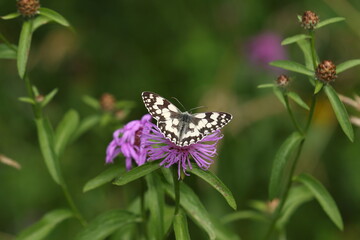 Beautiful butterfly sitting on the flower