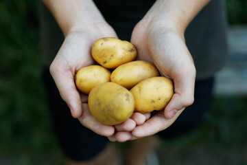 Fresh potatoes in farmer's hands. Handful of potatoes in the hands. Gardening season. Organic vegetables.