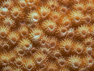 Naklejka na ściany i meble Stone coral texture, Textur einer Steinkoralle
