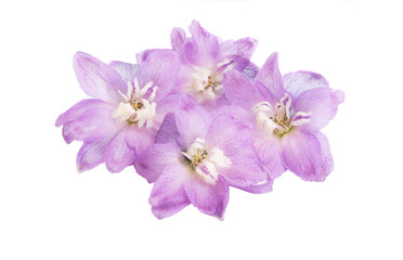 Fototapeta premium delphinium na białym tle