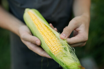 Fresh ripe corns in farmer's hands. Handful of corn cobs in the hands. Gardening season. Organic vegetables.
