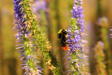 Bumblebee drinking nectar from flowers