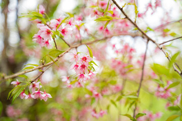 sakura in thailand