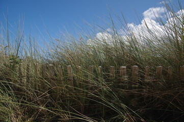 Fototapeta premium Strandhafer und Lattenzaun