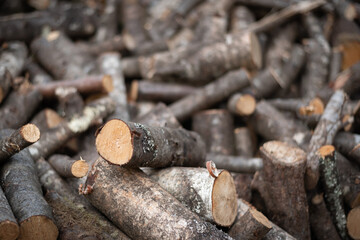 Burnable. Oak, chestnut tree and eucalyptus logs mixed over a meadow. Home heating supplies.
