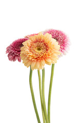 gerbera isolated