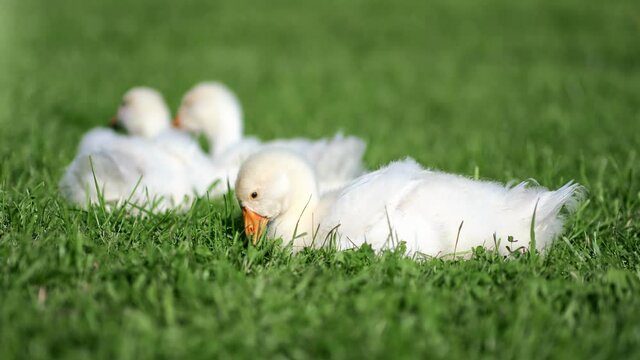 Close up cute little goose lying and eating green fresh grass on meadow. Shot with RED camera in 4K