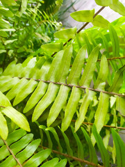 green fern leaves