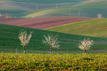 Apricot trees in blossom on fields background.