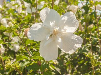 White double Hibiscus syriacus in the garden.