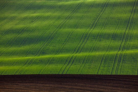 Lines of canola velvet lands.