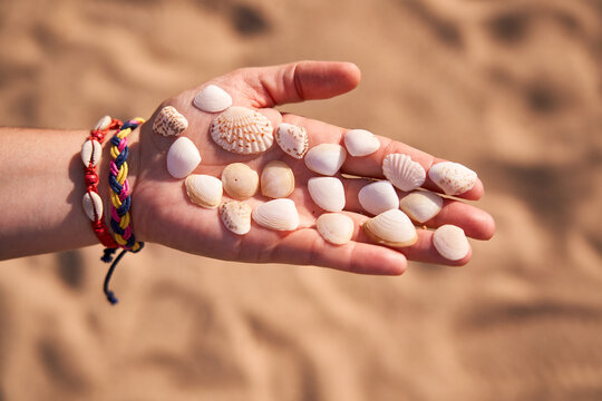 Woman hand holding a variety of shells collected on the beach