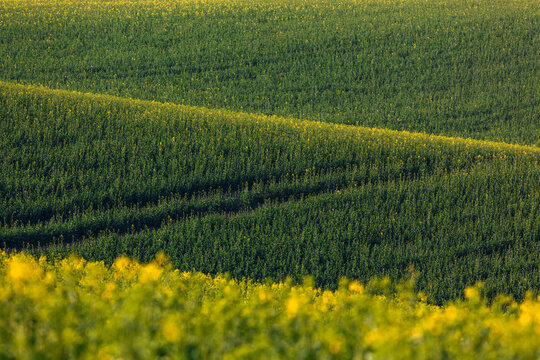 Early bloom of rapeseeds fields.