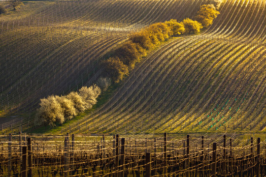 Wave rows of vineyards and orchard.