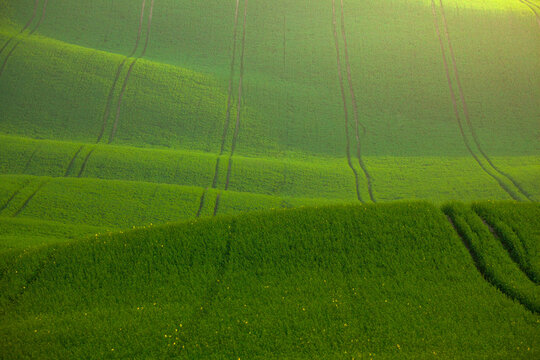 Green canola fields at sunrise.