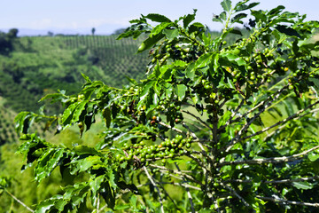 Green coffee plant