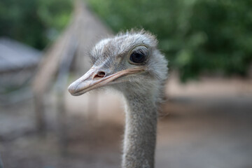 The common ostrich (Struthio camelus) or simply ostrich